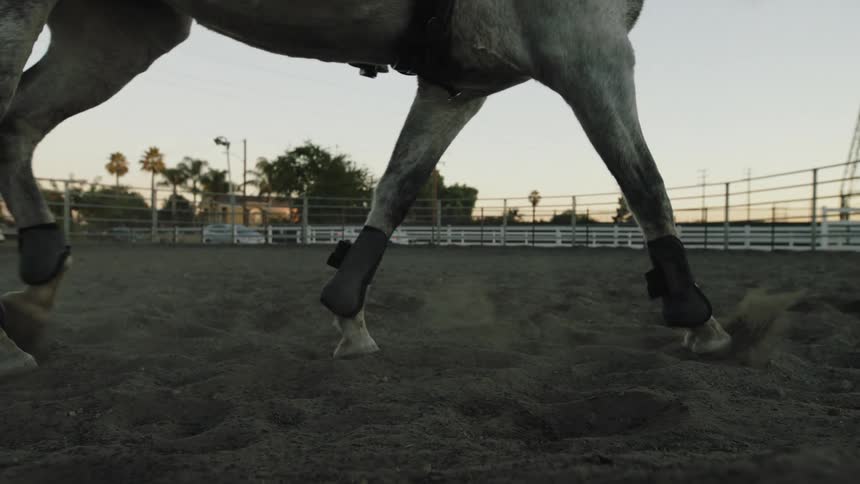 Close up of the legs of a horse walking on a corral at morning