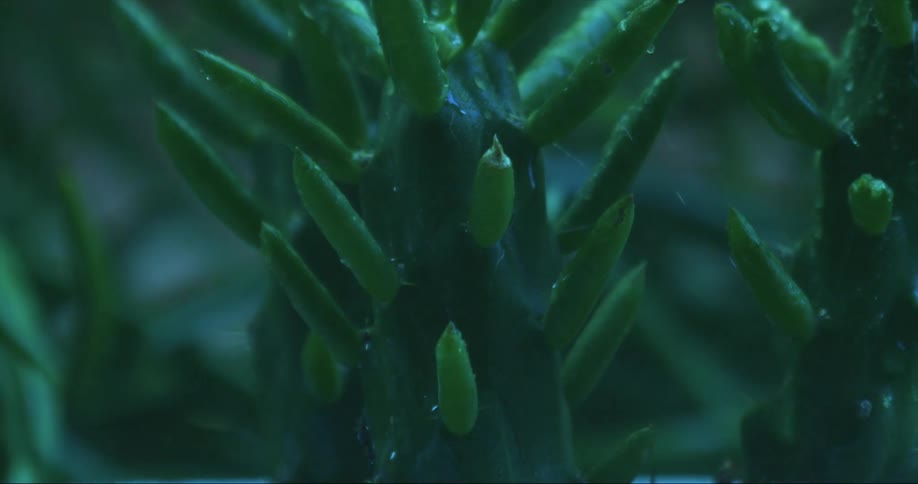 Close up of water sprinkling over the stems of a growing plant