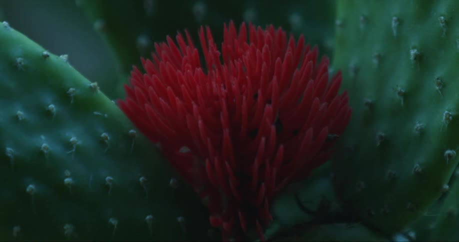 A vibrant red flower blossoms from in between leaves of a cactus plant
