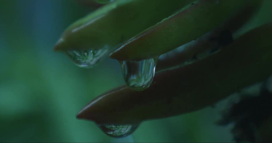 Water droplets are dripping off of a leaf in spring