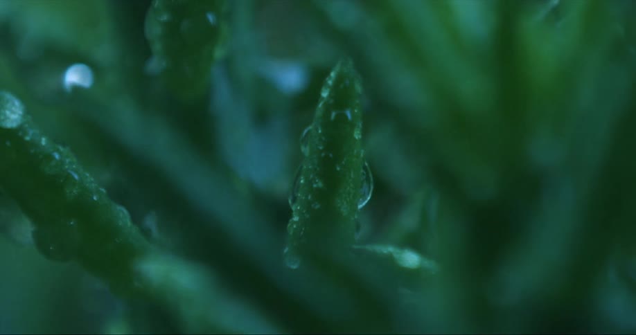 Water droplets on green plants move in the breeze