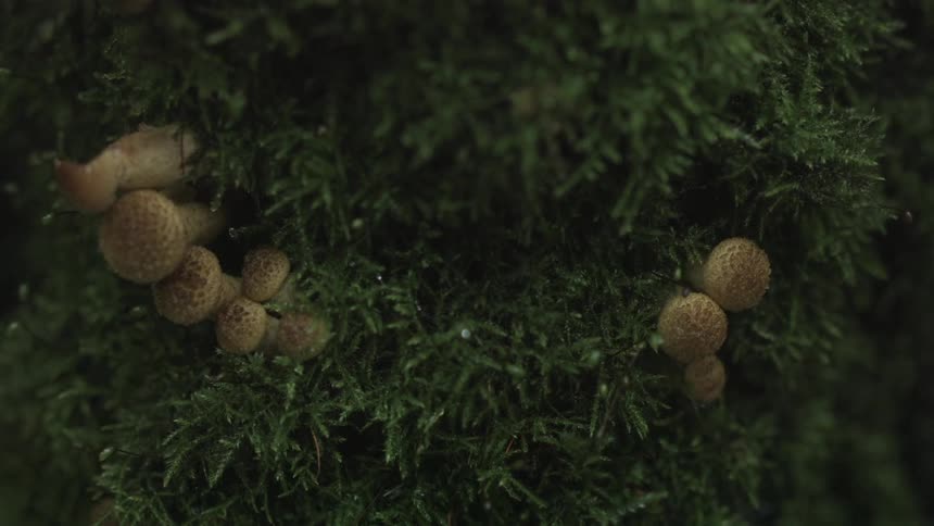 Mushrooms are growing in the grass