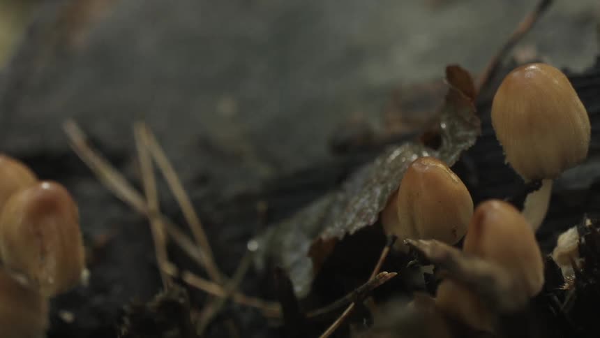 Mushrooms poke out under leaves