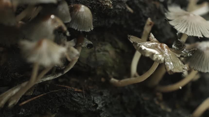 Close-up of mushrooms growing in the wild
