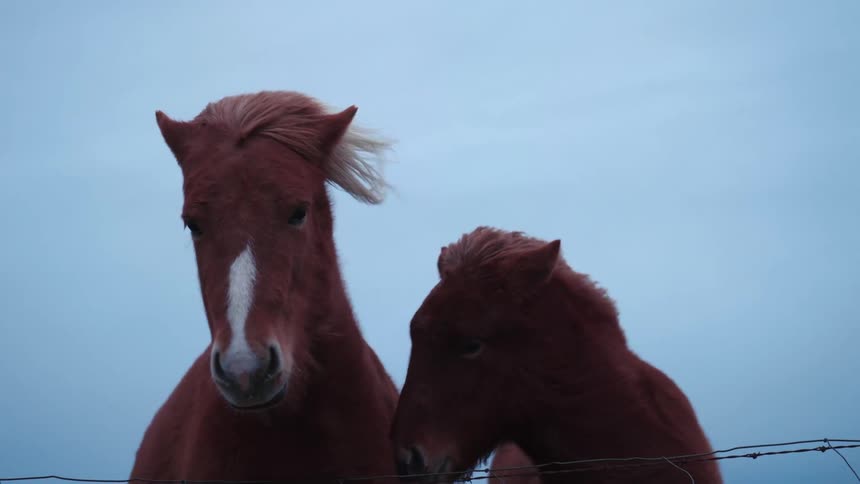 There are two horses that are hanging outside together