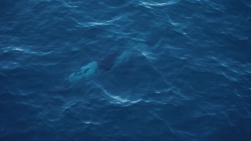 A dolphin swims just under the surface of the ocean