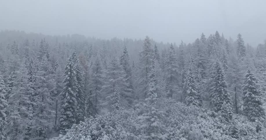 Aerial view of snowy coniferous forest while snowing