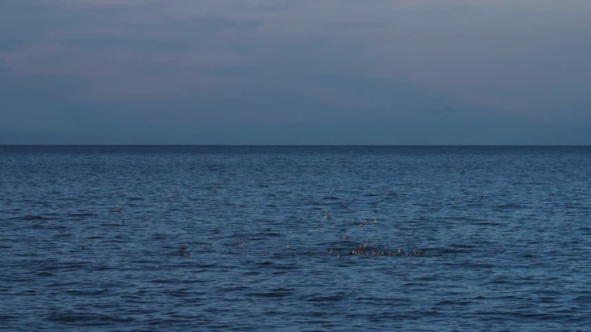 Birds fly above the ocean while some float in the water