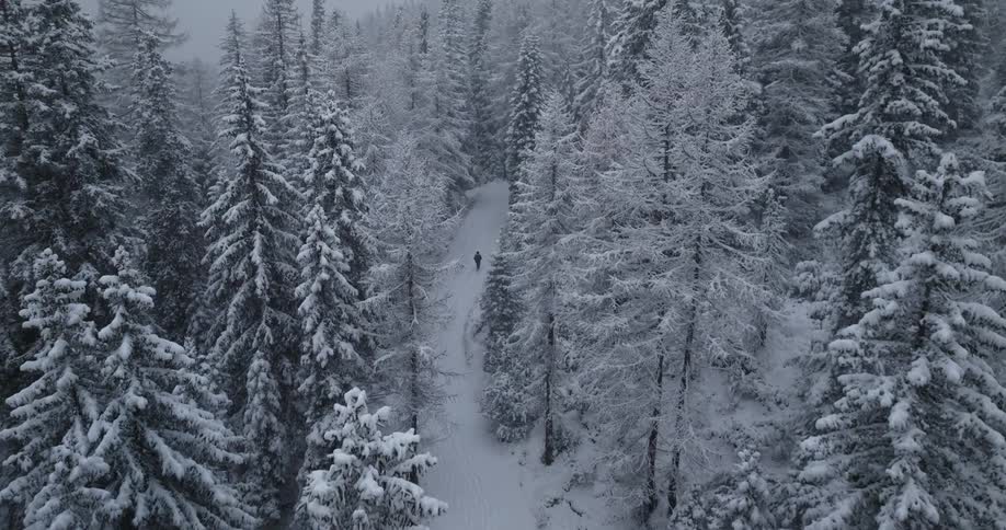 A single person walks between tall trees in a snow covered forest
