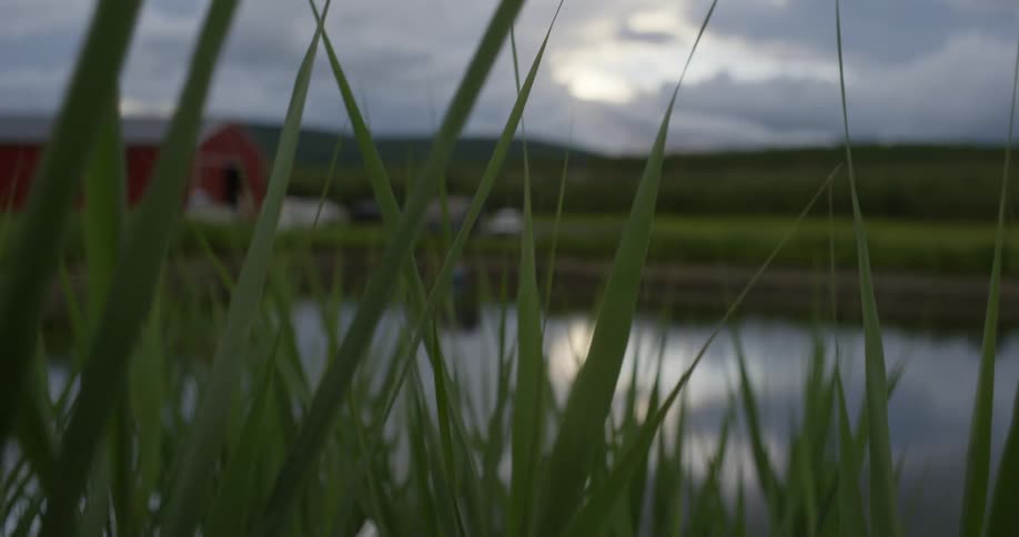 Tall blades of grass surrounding a pond in the countryside vibrate in the wind