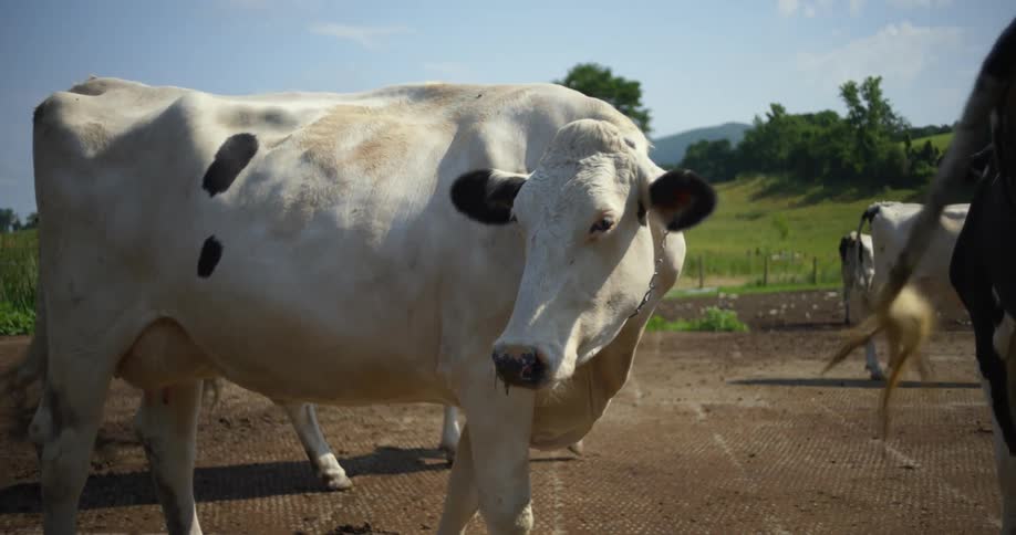 Cows walking in a rural pasture on a summer day