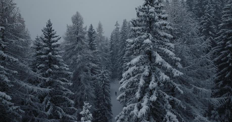 The view is of the trees in the winter time