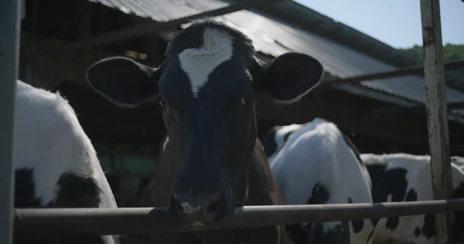 Close up of the head of a cow looking a the camera on a farm