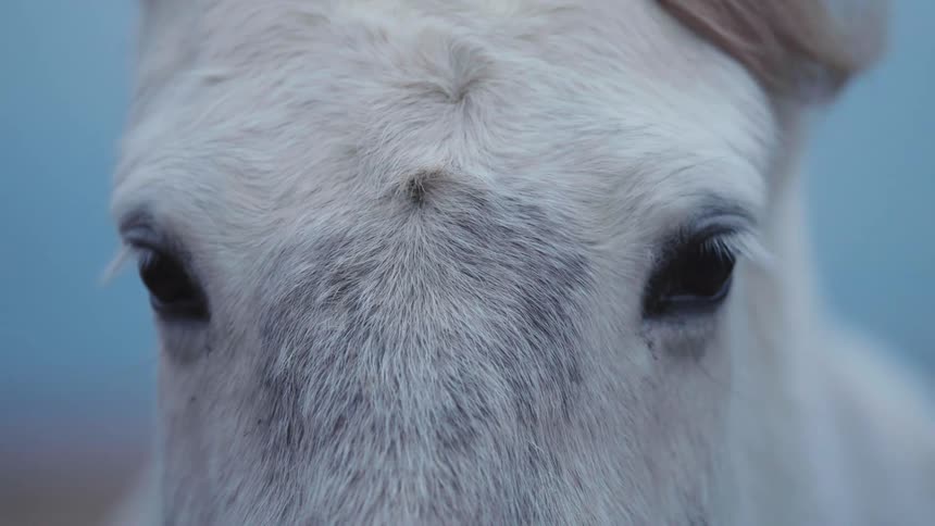 Iceland White horse closeup with wind in its hair in Iceland