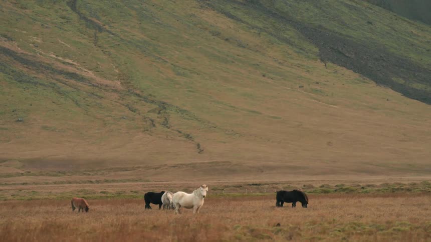 There are wild animals that are hanging out around the cattle area