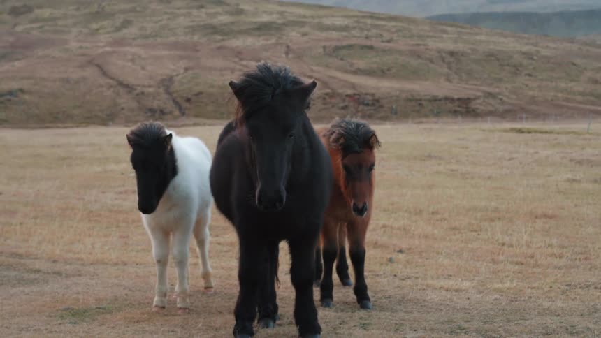 There are horses that are hanging out in the farming area