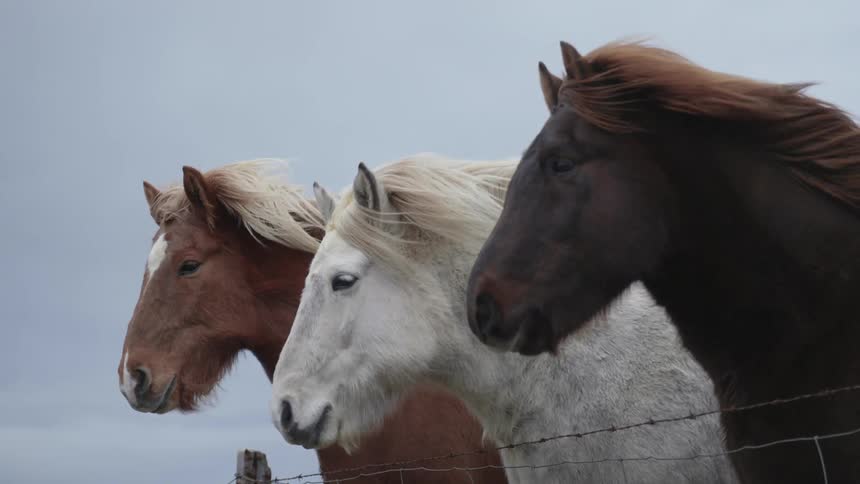 Three horses standing outside next to a fence