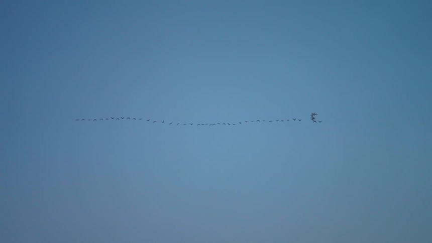 Birds fly in the blue sky