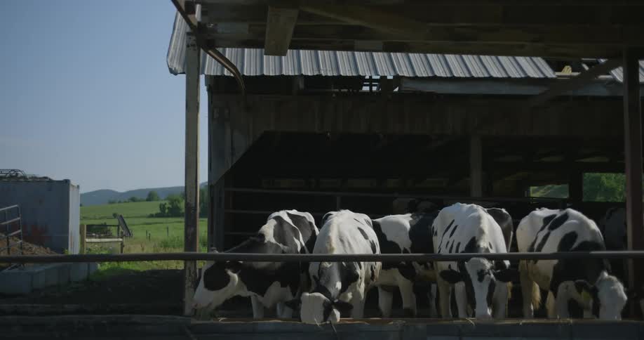 The cows are feeding on the farm