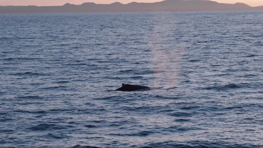 A whale breaching water at sunset