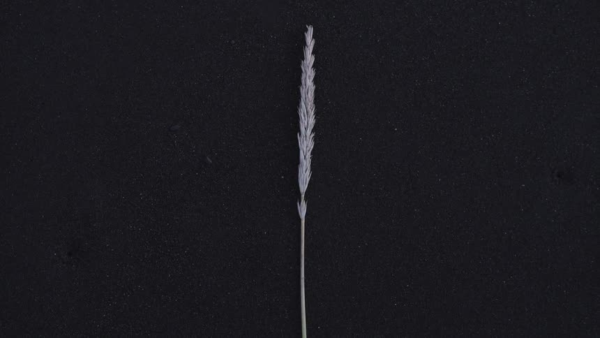 A solitary single stalk of wheat laying on the ground over black dark sand