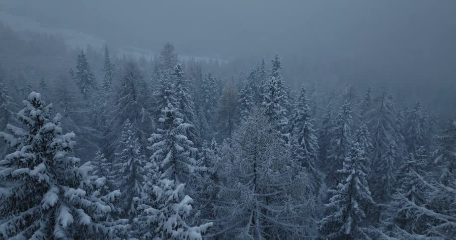 The view is of some trees in the winter time