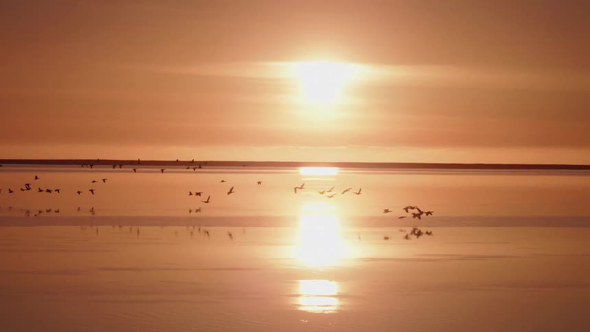 birds in the sunset