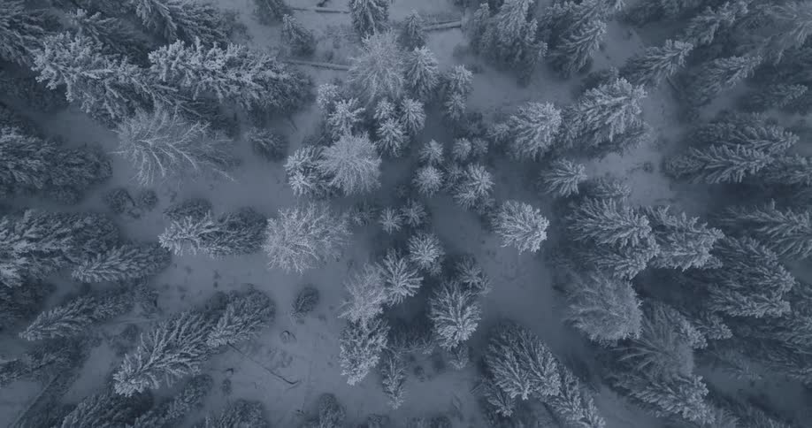 An aerial view of a snow covered forest with snow falling