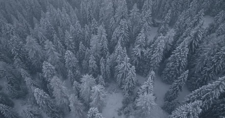 Aerial view of a pine tree forest in the mountains under a snow storm at daytime
