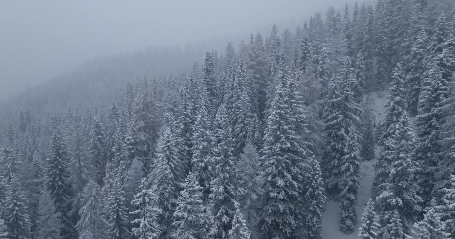 Aerial view of a forest during winter is displayed
