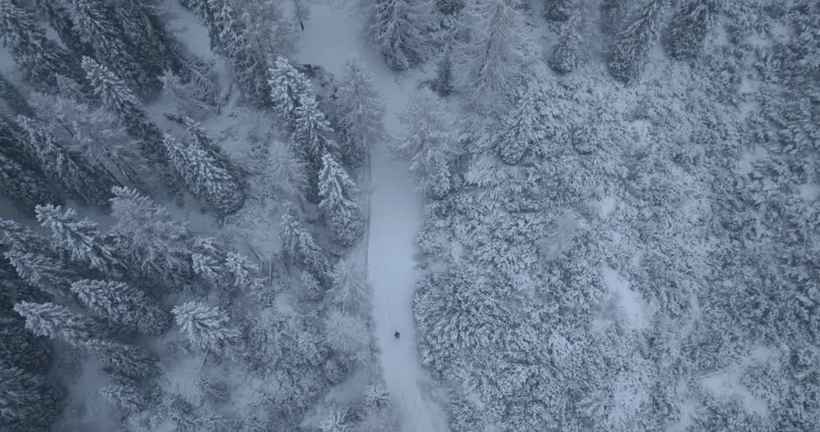 The view is of the trees in the winter time during a storm