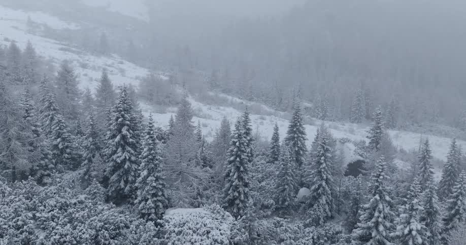 Aerial view of a pine tree forest in the mountains under a snow storm at daytime