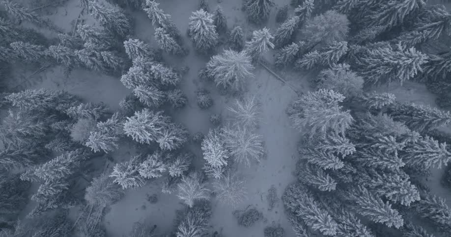 The storm is snowing on the forest