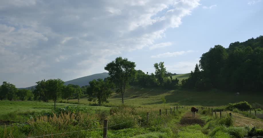 A cow is grazing on grassland in the rural area