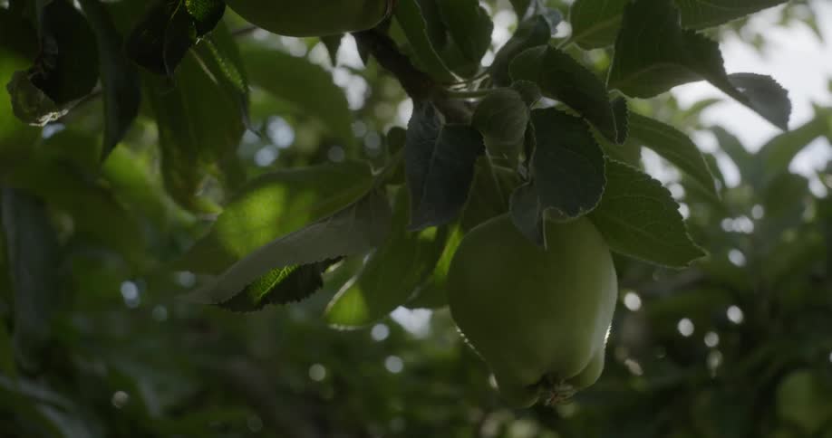 Sunlight shines through the leaves behind a green apple hanging from a branch