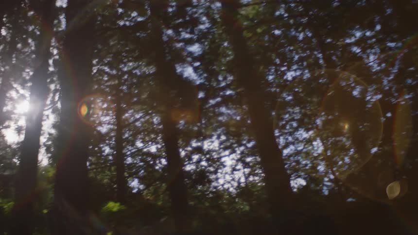 Trees are silhouetted against the shining sun in the woods