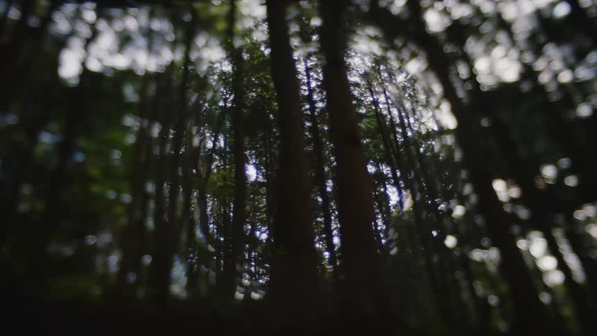Out of focus sunlight shining through the trees in the forest at morning
