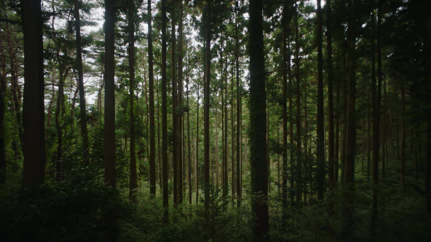 A view of trees in a forest is displayed during midday