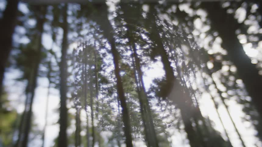Tall trees are silhouetted against the shining sun in the forest