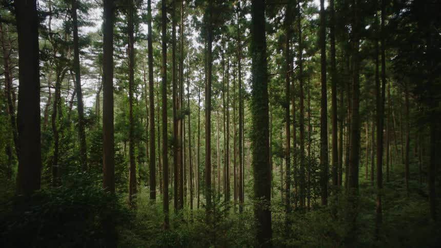 The view is of the forest area in the middle of the day time