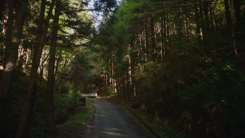 A vehicle traveling on a road surrounded by takk forest trees in summer