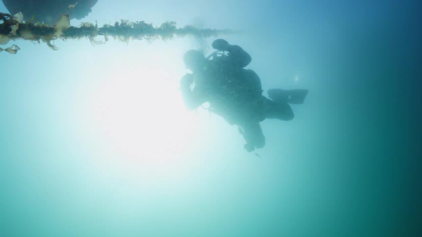 Scuba divers swim near kelp covered line as they are silhouetted by light from the surface