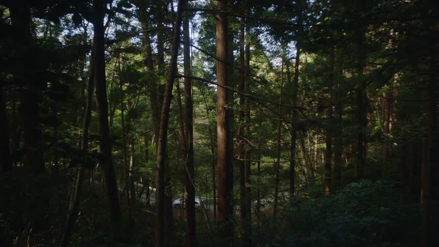 Car driving on a road behind the trees on a forest at daytime