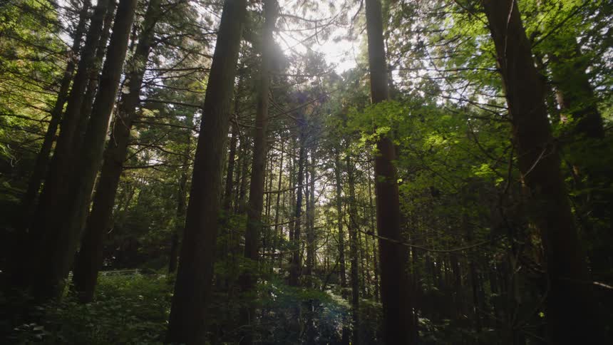 An automobile traveling on a road can be seen through the trees in a forest