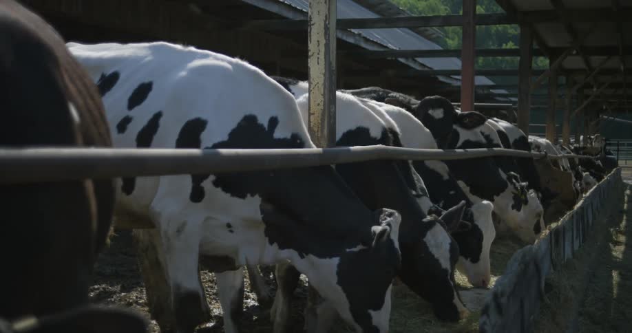 A group of cattle are eating together at a ranch