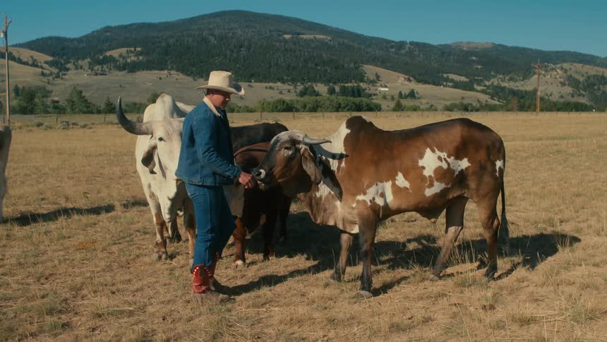A white man is at a farm with some cows in the day time