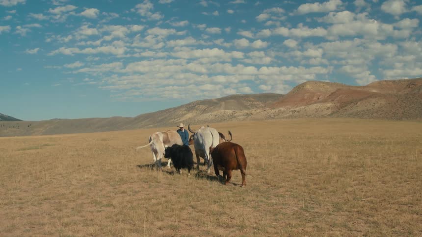 Someone is outdoors with some wild animals in the middle of the desert