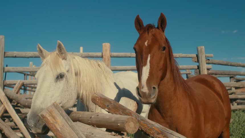 The view is of some horses that are staying at a farm