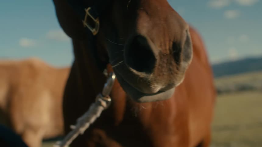 Horses are standing in a pasture as the wind is blowing