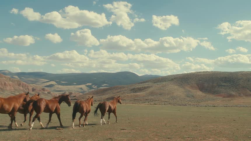 Wild horses trotting across a field in a rural area